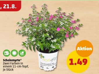 PENNY Scheinmyrte* 11-cm-Topf Angebot