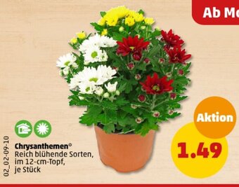 PENNY Chrysanthemen* 12 cm Topf Angebot