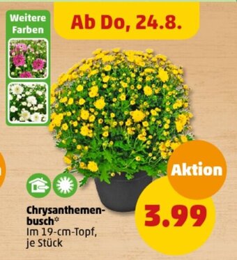 PENNY Chrysanthemen-busch* 19-cm-Topf Angebot