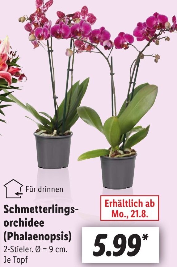 Schmetterlings orchidee (Phalaenopsis) Angebot bei Lidl