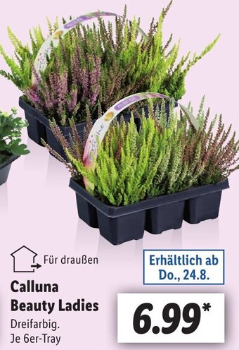 Lidl Calluna Beauty Ladies Angebot