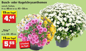 Thomas Philipps Busch- oder Kugelchrysanthemen Angebot