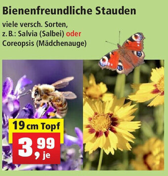 Thomas Philipps Bienenfreundliche Stauden 19 cm Topf Angebot