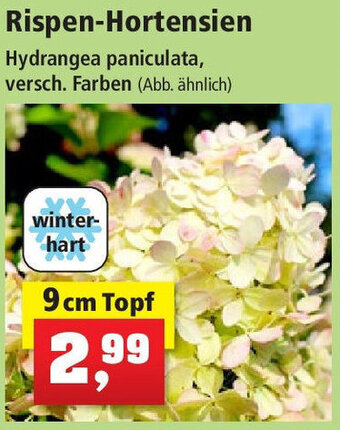 Thomas Philipps Rispen-Hortensien 9cm Topf Angebot