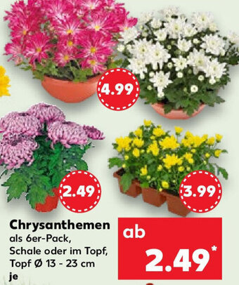 Kaufland Chrysanthemen Angebot