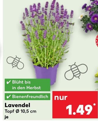 Kaufland Lavendel Topf Ø 10,5 cm Angebot