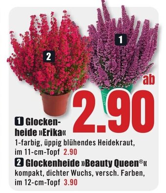 B1 Discount Baumarkt 1 Glocken-heide »>Erika« Angebot