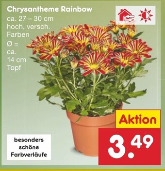 Netto Marken-Discount Chrysantheme Rainbow ca. 27-30 cm hoch Angebot