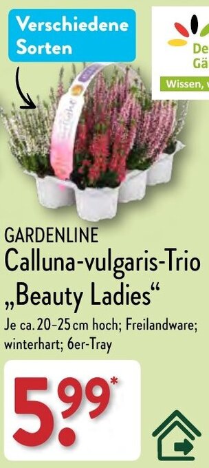 Aldi Nord GARDENLINE Calluna-vulgaris-Trio ,,Beauty Ladies" Angebot