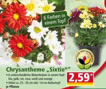 Norma Chrysantheme ,,Sixtie®" Angebot