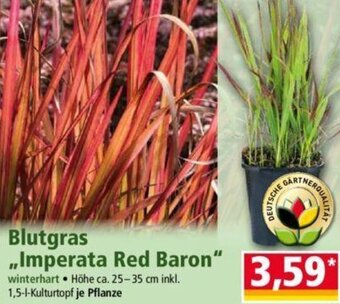 Norma Blutgras ,,Imperata Red Baron" Angebot