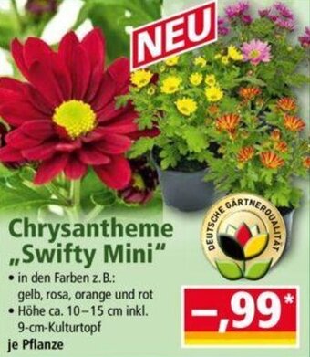 Norma Chrysantheme ,,Swifty Mini" Angebot