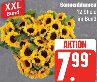 Marktkauf Sonnenblumen Angebot