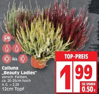 Edeka Calluna ,,Beauty Ladies" Angebot