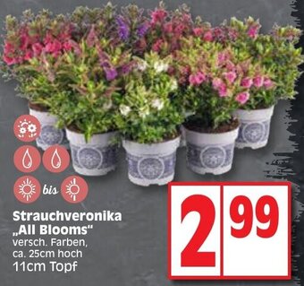 Edeka Strauchveronika ,,All Blooms" Angebot