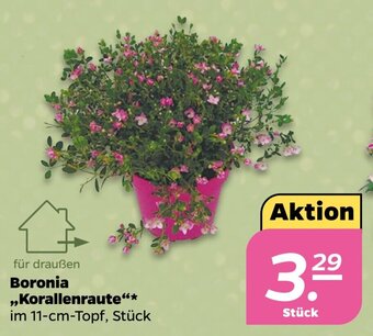 NETTO Boronia ,,Korallenraute"* 11-cm-Topf Angebot