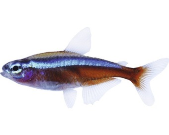 Hornbach Fisch roter neon - paracheirodon axelrodi Angebot