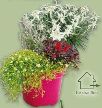 NETTO Herbstmix, ,,Colour your garden" Trios, Edelweiß oder Struktur-pflanzen* 13-cm-Topf, Stück Angebot