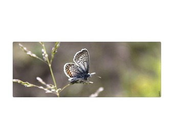 Hornbach Badrückwand myspotti aqua schmetterling 120x45 cm Angebot