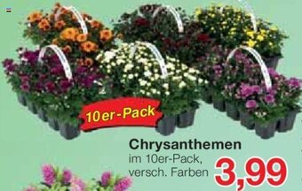 Jawoll Chrysanthemen 10er-Pack Angebot