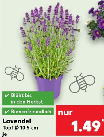 Kaufland Lavendel Angebot