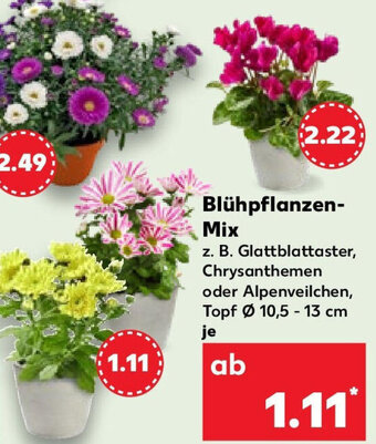 Kaufland Blühpflanzen Mix Angebot