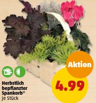 PENNY Herbstlich bepflanzter Spankorb Angebot