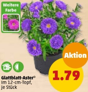 PENNY Glattblatt-Aster Angebot