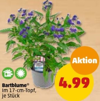 PENNY Bartblume Angebot