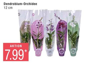 Marktkauf Dendrobium-Orchidee 12 cm Angebot