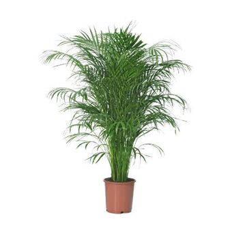 toom Baumarkt Areca-palme Angebot