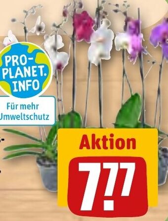 REWE Schmetterlings-orchidee Angebot