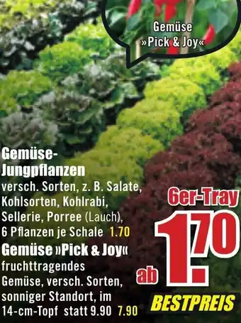 B1 Discount Baumarkt Gemüse Jungpflanzen oder Gemüse ,,Pick & Joy" Angebot