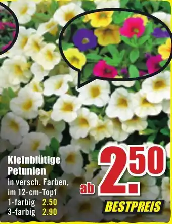 B1 Discount Baumarkt Kleinblütige Petunien Angebot