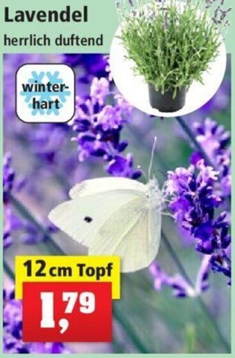 Thomas Philipps Lavendel 12 cm Topf Angebot