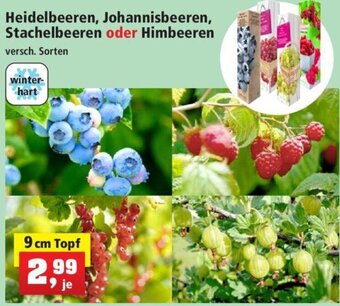 Thomas Philipps Heidelbeeren, Johannisbeeren, Stachelbeeren oder Himbeeren 9cm Topf Angebot