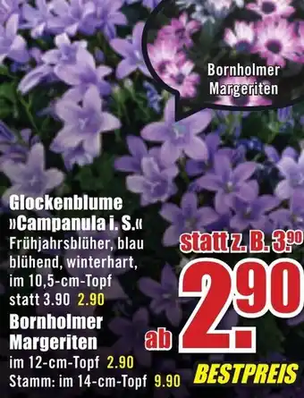 B1 Discount Baumarkt Glockenblume ,,Campanula i.S. oder Bornholmer Margeriten Angebot