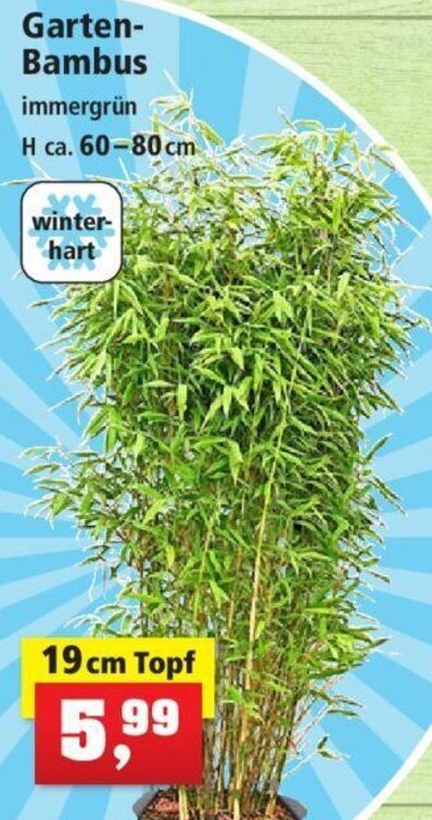 Garten-Bambus 19 cm Topf Angebot bei Thomas Philipps