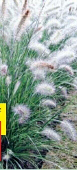 Thomas Philipps Lampenputzergras Angebot
