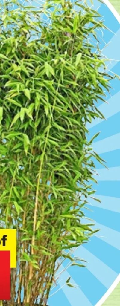 Gartenbambus Angebot bei Thomas Philipps