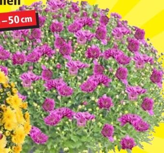 Thomas Philipps Kugelchrysantheme Angebot