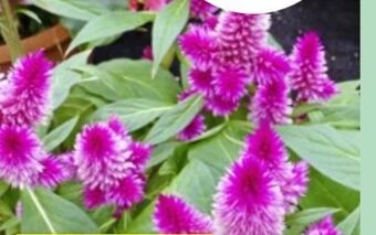 Thomas Philipps Celosia Angebot