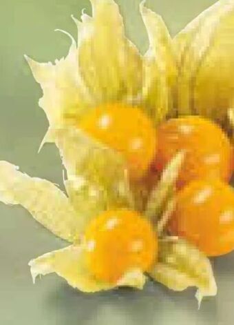 Netto Marken-Discount Physalis Angebot