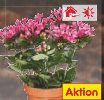 Netto Marken-Discount Bouvardia Angebot