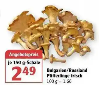 Globus Bulgarien Russland Pfifferlinge Frisch Angebot