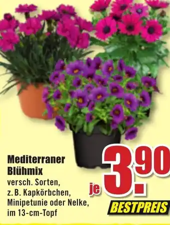 B1 Discount Baumarkt Mediterraner Blühmix Angebot