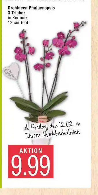 Marktkauf Orchideen Phalaenopsis 3 Trieber Angebot