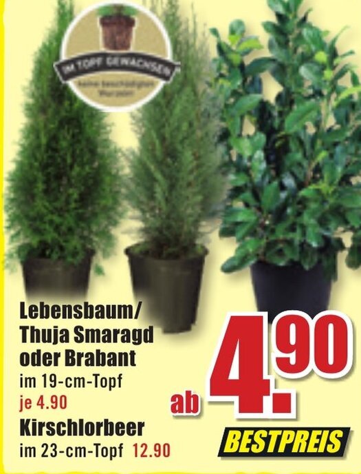 Lebensbaum Thuja Smaragd oder Brabant oder Kirschlorbeer Angebot bei B1  Discount Baumarkt