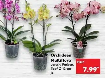 Kaufland Orchideen Multiflora Angebot