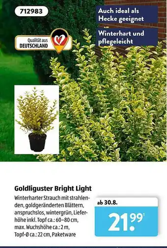 Aldi Süd Goldiguster Bright Light Angebot